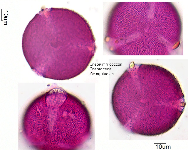 Cneorum tricoccon (1).jpg