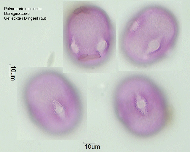 Pulmonaria officinalis (1).jpg