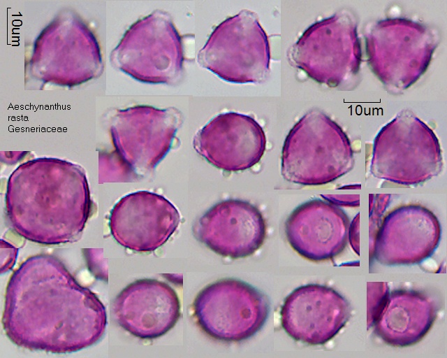 Pollen von Aeschynanthus rasta