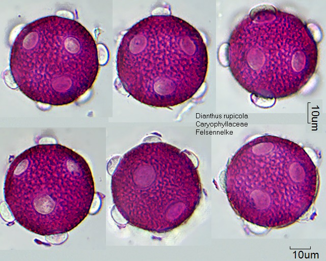 Pollen von Dianthus rupicola
