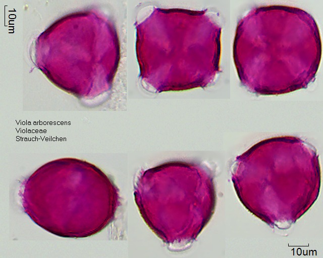 Viola arborescens (2).jpg