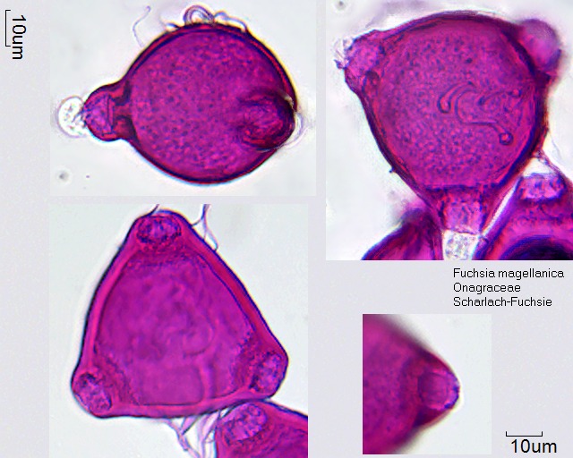 Datei:Fuchsia magellanica (1).jpg