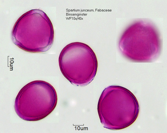 Pollen von Spartium junceum