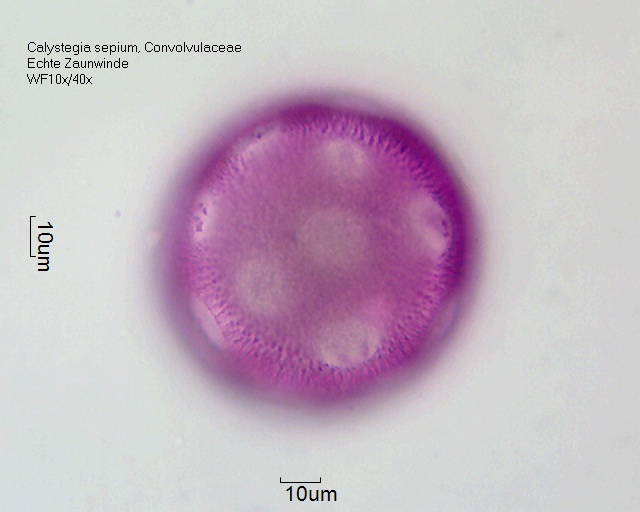 Datei:Calystegia sepium (2).jpg