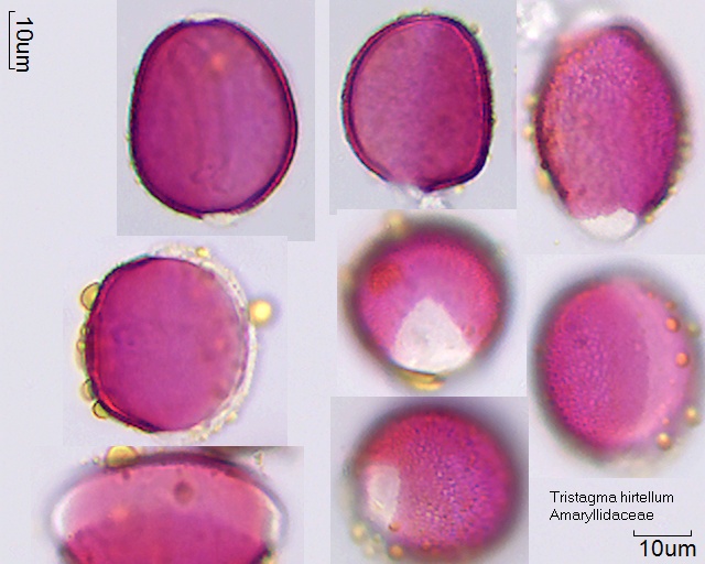 Pollen von Tristagma hirtellum