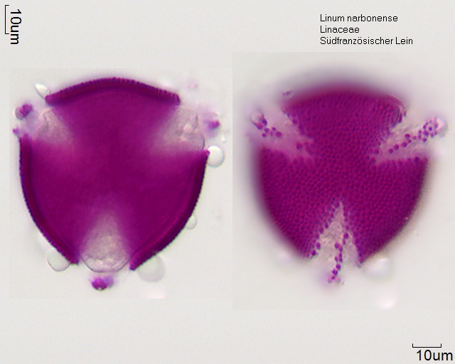 Pollen von Linum narbonense (1).jpg