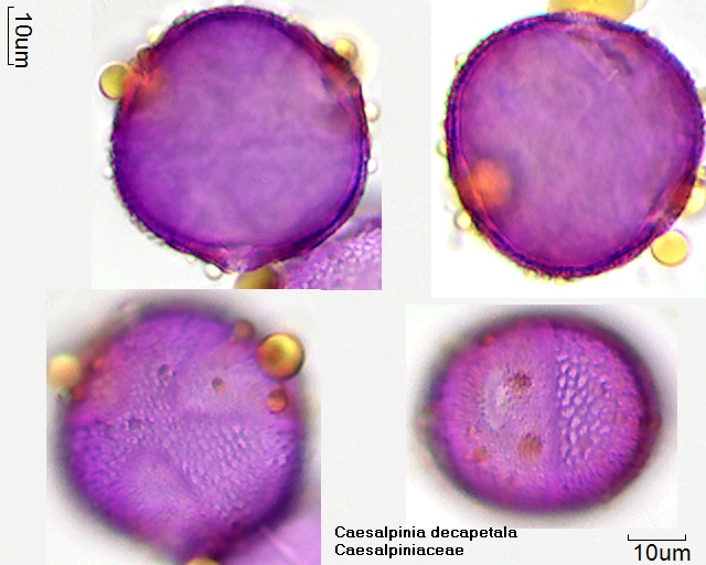 Pollen von Caesalpinia decapetala