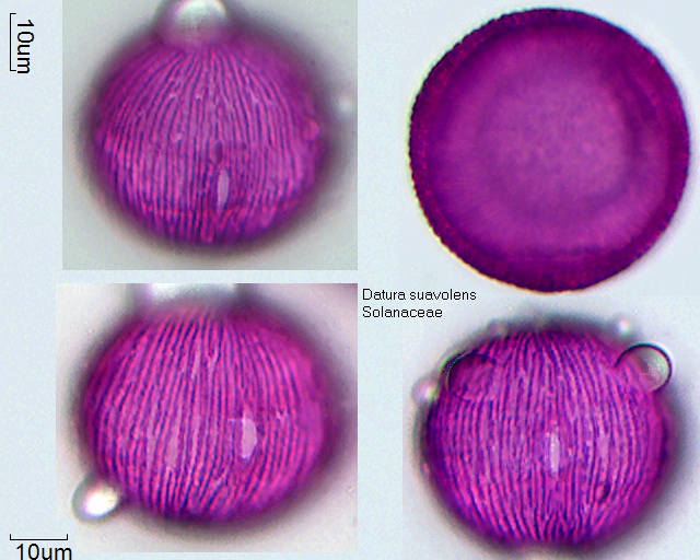 Pollen von Datura suaveolens