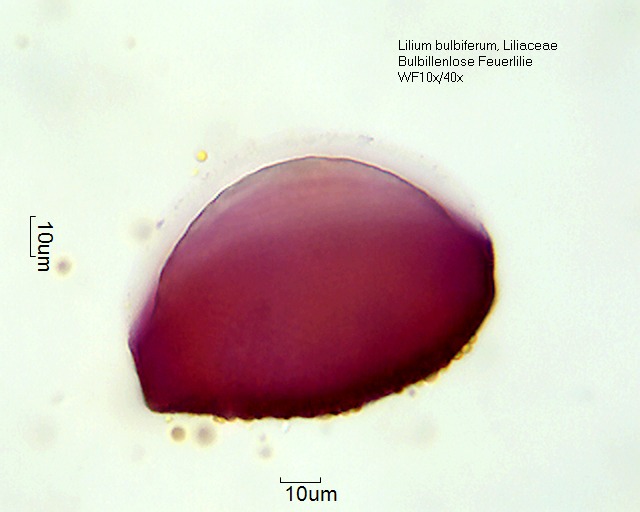 Datei:Hemerocallis multiflora 1 (1).jpg