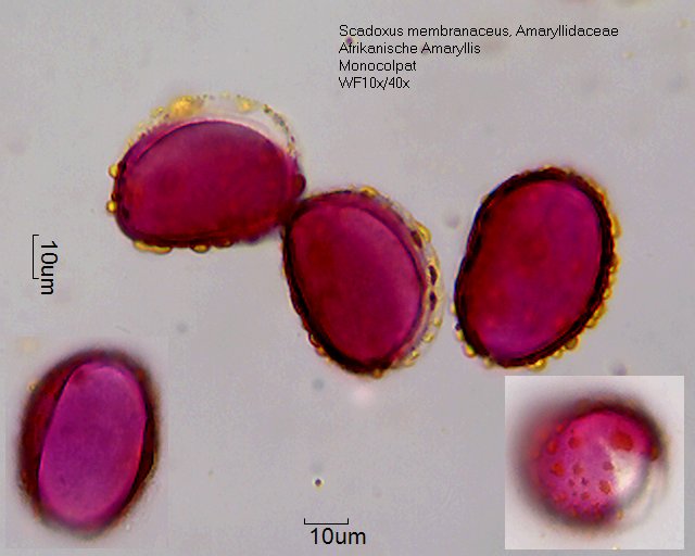 Pollen von Scadoxus membranaceus