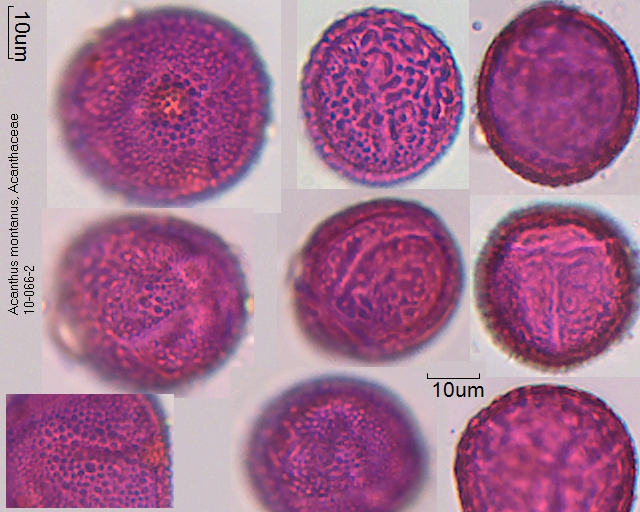 Pollen von Acanthus montanus 10-066-2