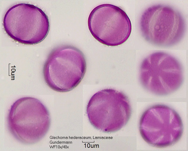 Glechoma hederaceum (2).jpg
