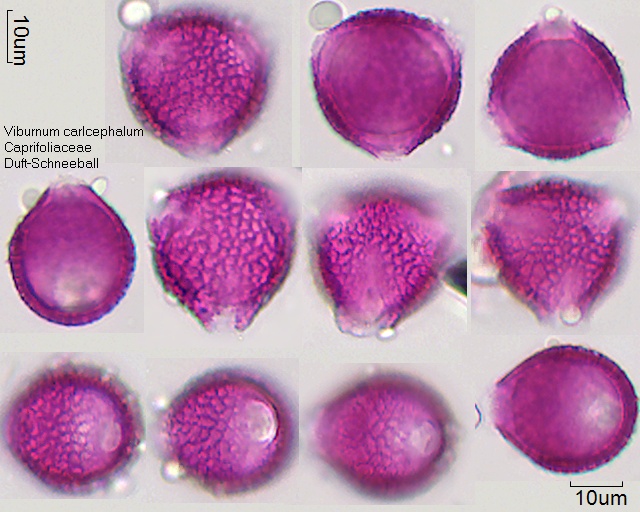 Pollen von Viburnum carlcephalum