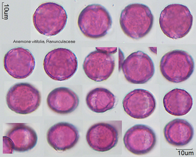 Pollen von Anemone vitifolia