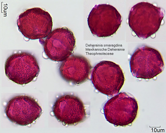 Pollen von Deherainia smaragdina