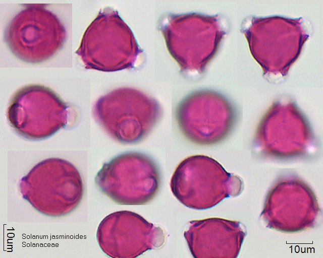 Pollen von Solanum jasminoides, 2-017-1