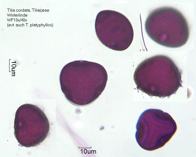Pollen von Tilia cordata