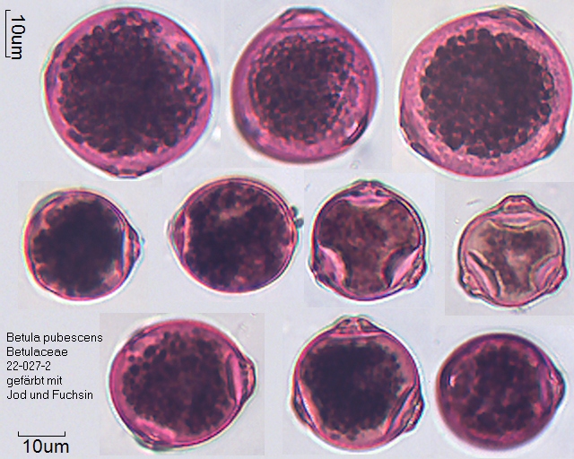 Pollen von Betula pubescens Präparat 22-027-2, gefärbt mit Fuchsin und Jod