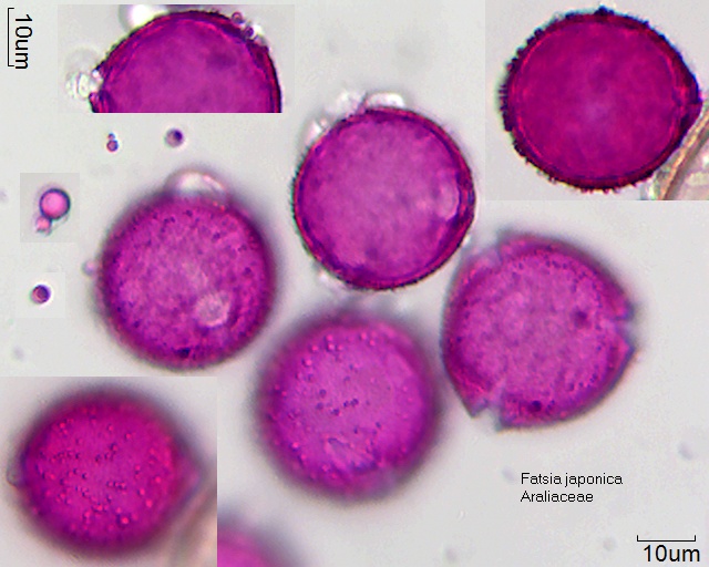 Pollen von Fatsia japonica