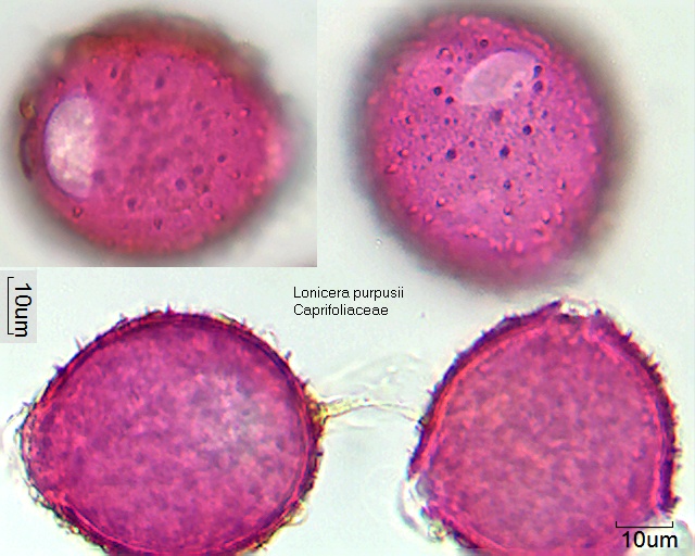 Pollen von Lonicera purpusii
