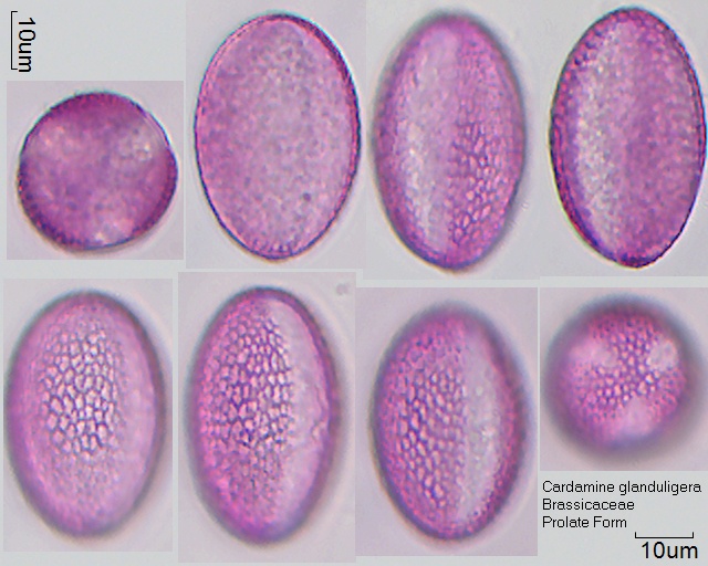 Sphäroide Pollen von Cardamine glanduligera, 20-068
