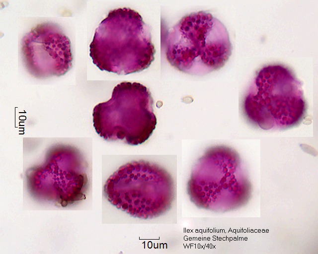 Pollen von Ilex aquifolium, leicht eingetrocknet, 2-085