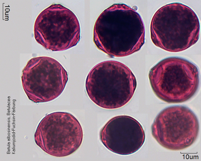 Pollen von Betula albosinensis, gefärbt mit Lugolscher Lösung, 22-036-1