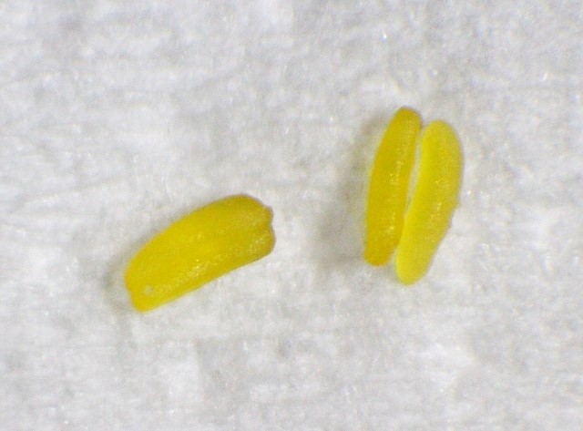 Pollinien von Dendrobium lindleyi, etwa 1 mm lang