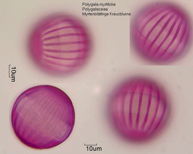 Pollen von Polygala myrtifolia