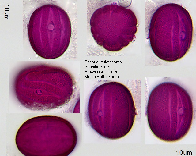 Pollen von Schaueria flavicoma