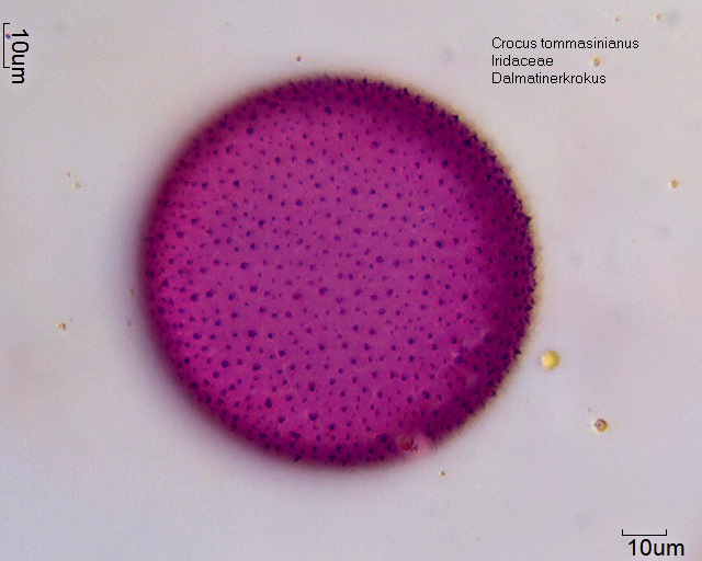Pollen von Crocus tommasinianus (1)