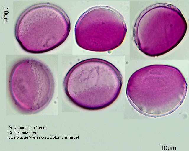Pollen von Polygonatum biflorum