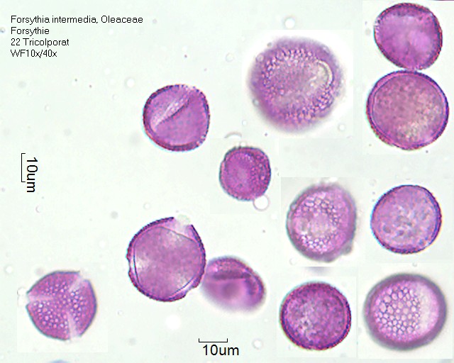 Pollen von Forsythia intermedia