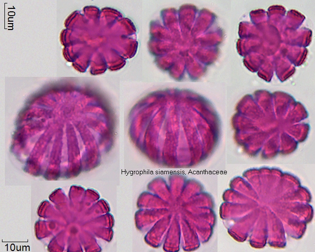Datei:Hygrophila siamensis (2).jpg