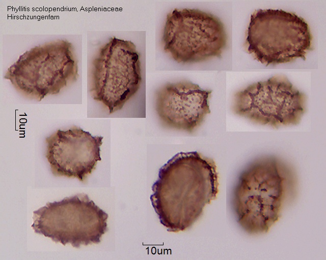 Datei:Phyllitis scolopendrium.jpg