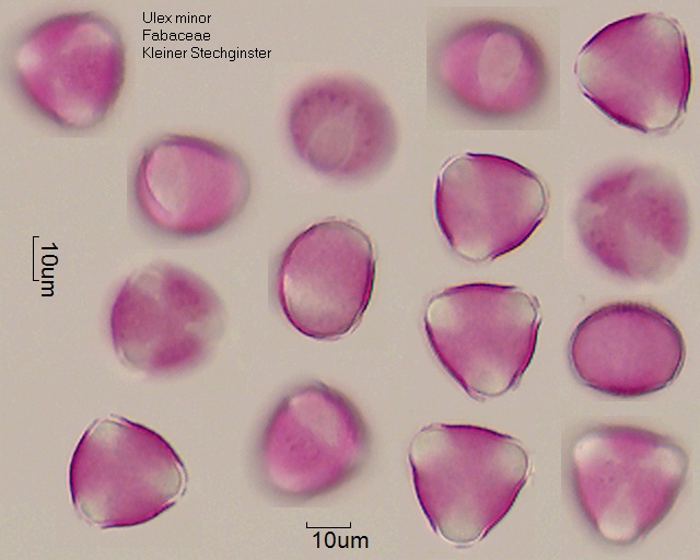 Pollen Ulex minor, 4-093