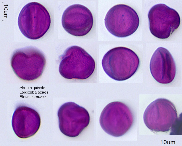 Eingetrocknete Pollen von Akebia quinata, 11-018