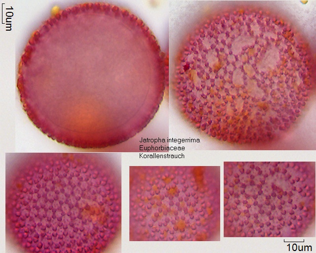 Pollen von Jatropha integerrima
