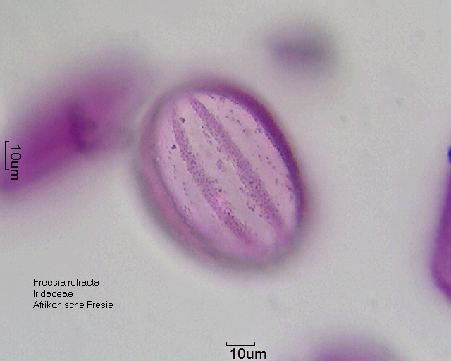 Pollen von Freesia refracta
