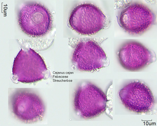 Pollen von Cajanus cajan