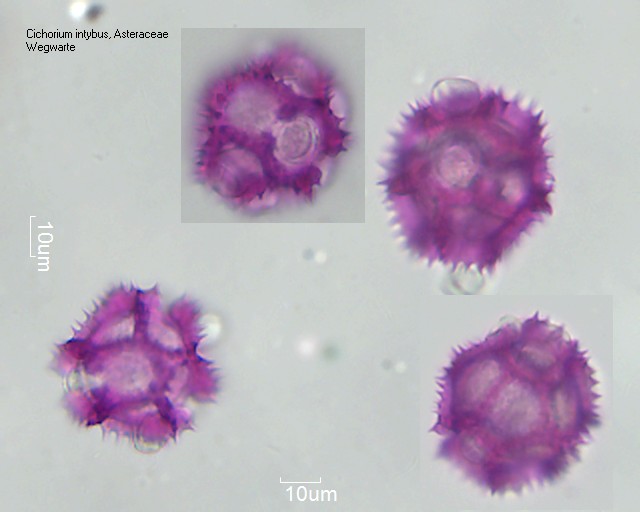 Pollen Cichorium intybus