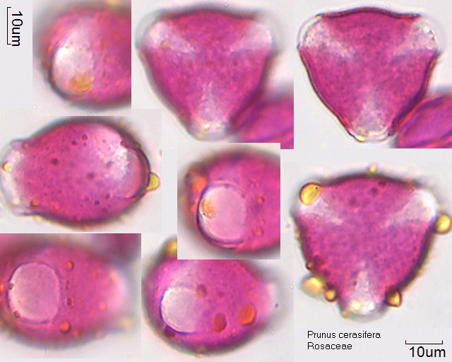 Pollen von Prunus cerasifera