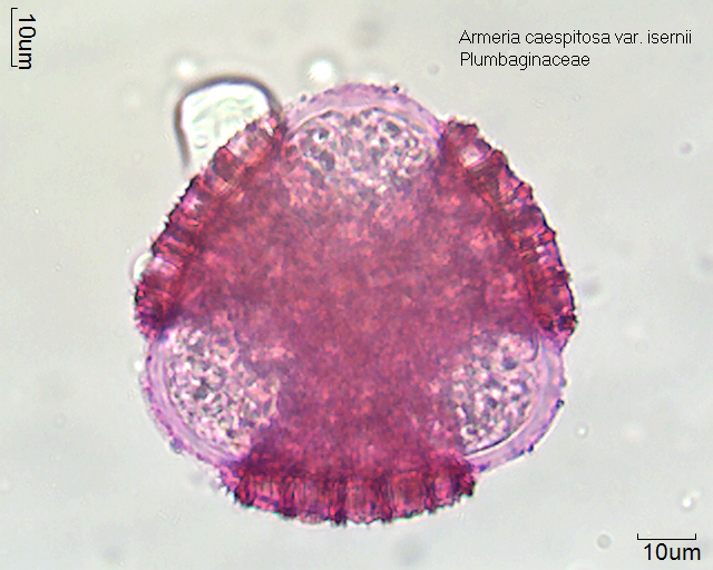 Pollen von Armeria caespitosa var. isernii