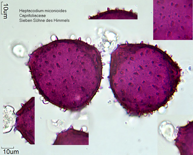 Datei:Heptacodium miconioides (2).jpg