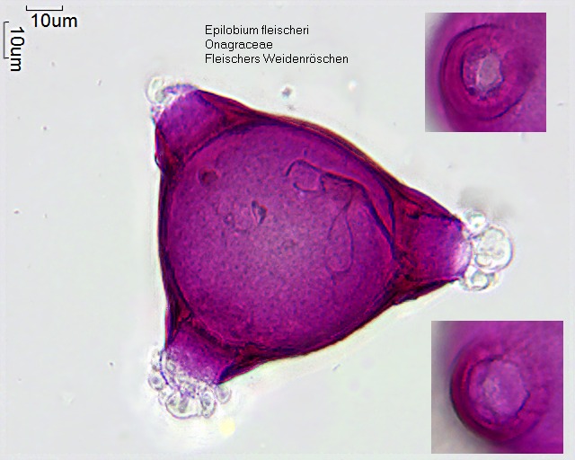 Pollen von Epilobium fleischeri