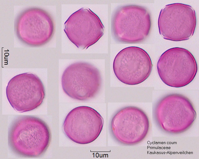 Pollen von Cyclamen coum