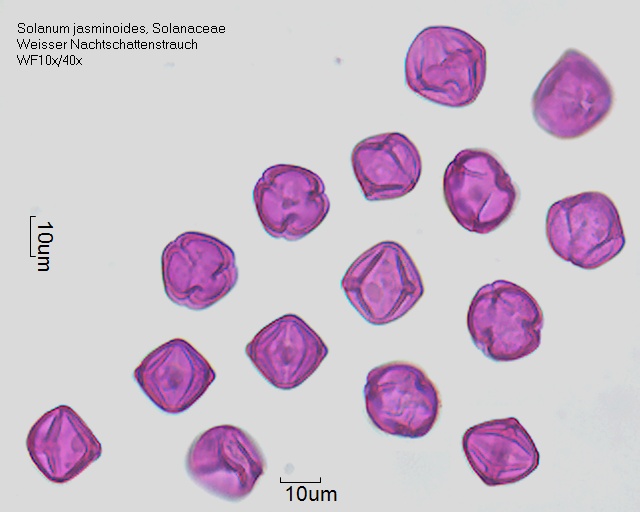 Getrockneter Pollen von Solanum jasminoides