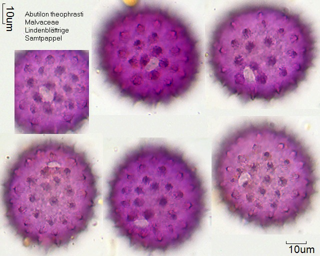 Pollen von Abutilon theophrasti