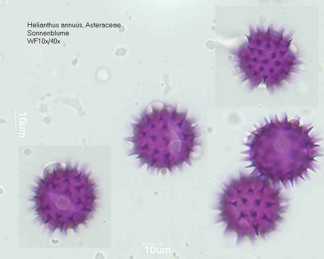 Pollen von Helianthus annuus