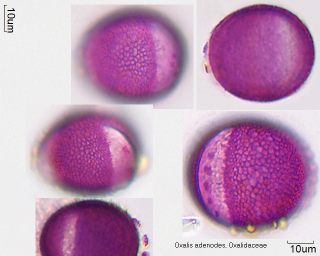 Pollen von Oxalis adenodes
